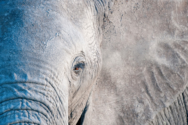 Close up of the eye of an Amboseli elephant. Photo by Billy Dodson
