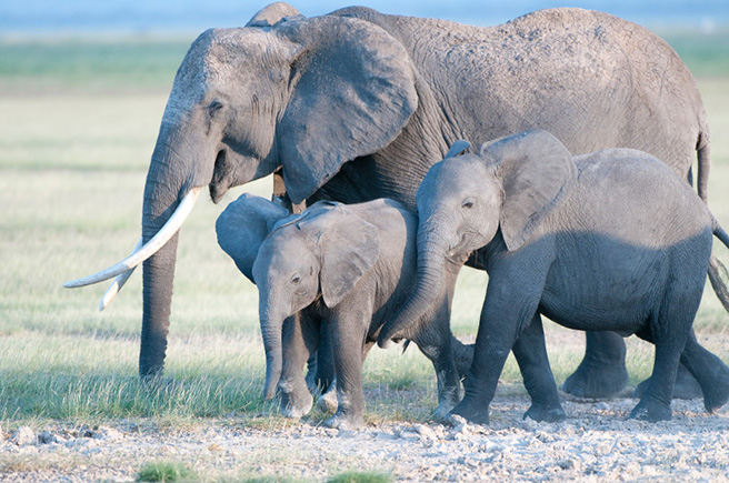 A family of elephants in Amboseli. Photo by: Billy Dodson