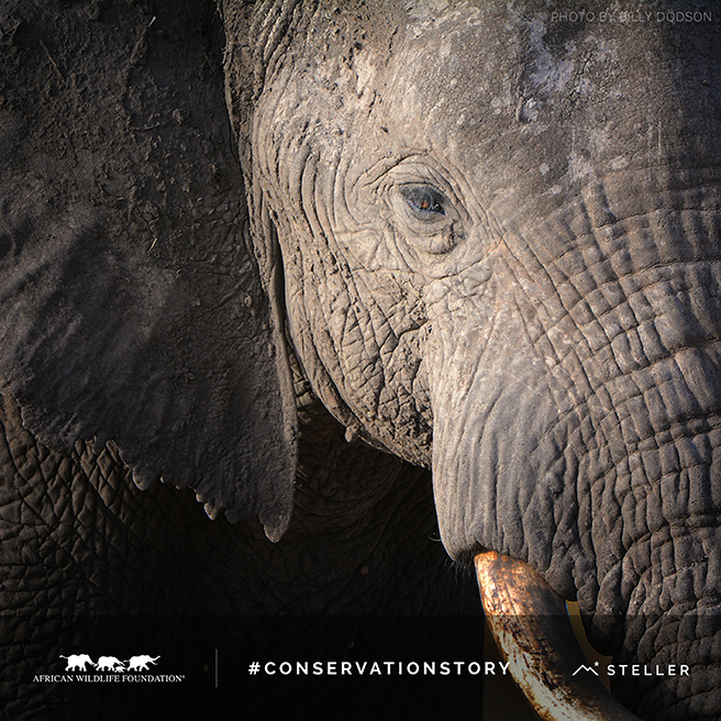 What Will Our Conservation Story Be?