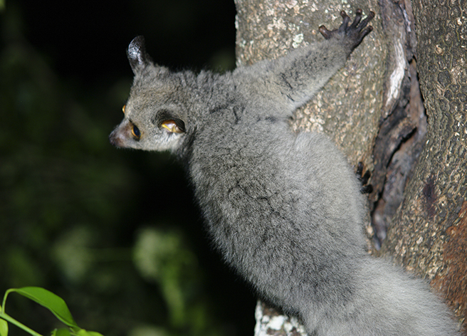 A bush baby in a tree. Photo by Andy Gooch