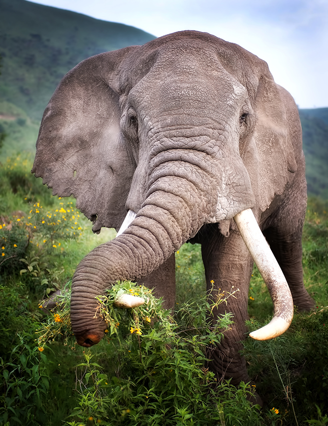 A Bull Elephant with an Abbreviated Trunk