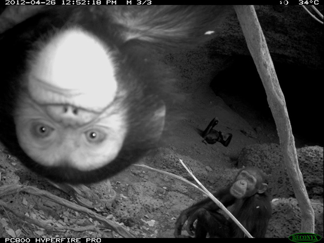 Chimps caught on camera traps in Senegal. 
