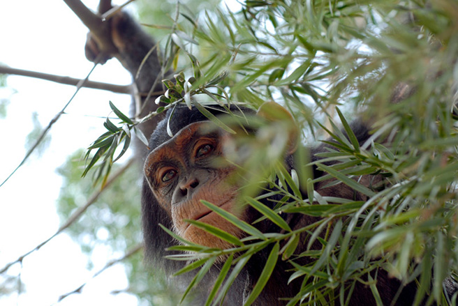 Chimpanzee hiding in a tree in Uganda