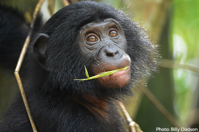 A Wealth of Biodiversity in Congo Basin