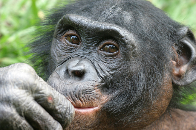 Bonobo in the Congo. Photo by Craig Sholley