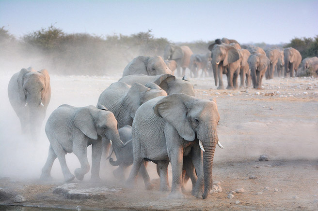 An elephant herd by a watering hole. Photo by Billy Dodson