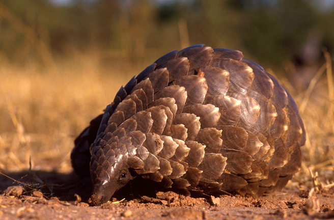 Pangolin