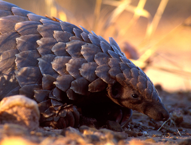 Pangolin close up