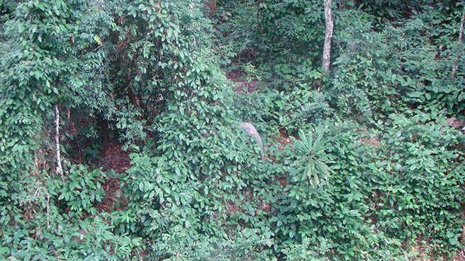 A female forest elephant shows how well she can hide in forest vegetation. 