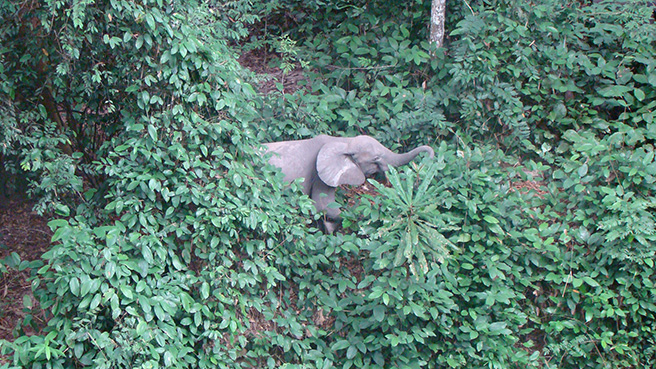 The same female forest elephant continues to hide in the forest vegetation.