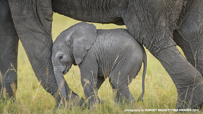 African Elephant Calf