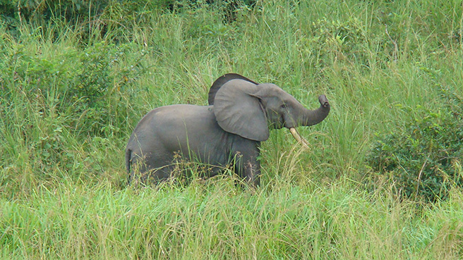 Ned, a male forest elephant, is characterized by a middle right ear tear and a high left ear hole. 