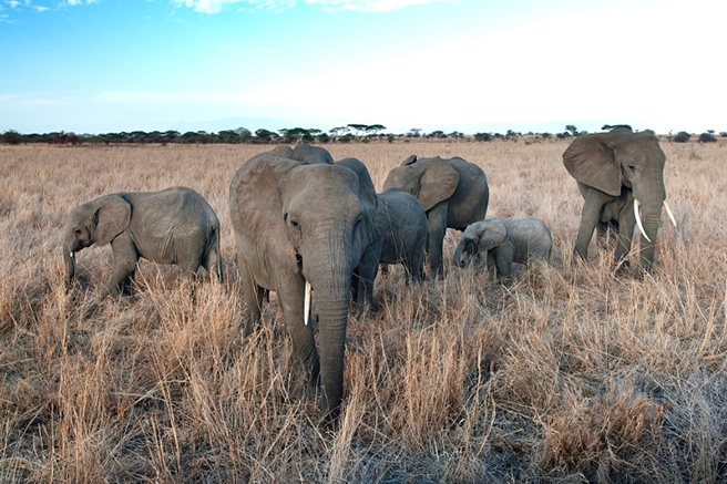 Elephant herd. Photo by Billy Dodson