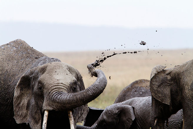 Elephant flinging mud photo by: Marius Coetzee/mariuscoetzee.com