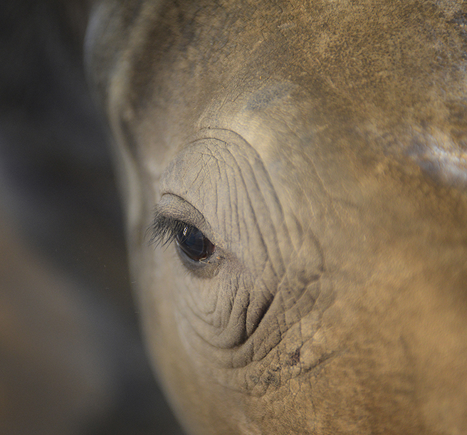 Eye of an orphaned rhino calf at Hluhluwe iMfolozi Park. Photo by: Billy Dodson