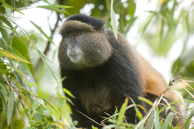 Golden monkey in Virunga