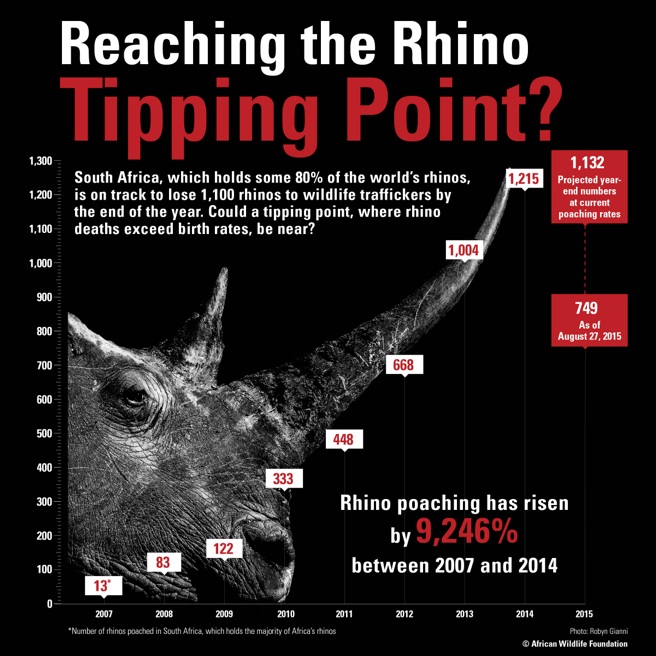 Rhino poaching in South Africa continues to rise