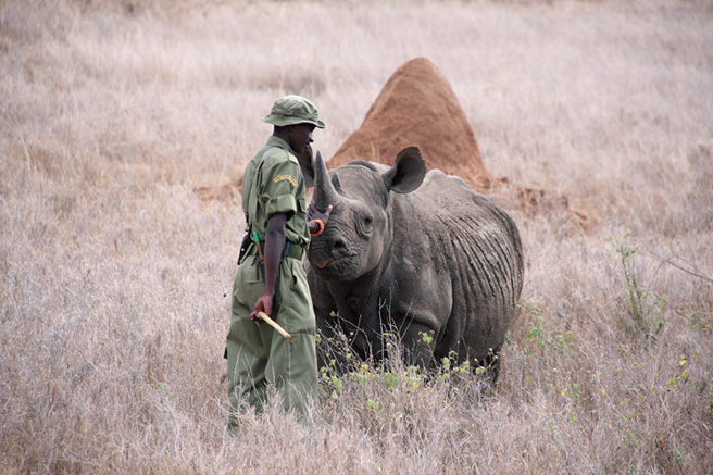 Black rhino with rhino ranger. Photo: Phil Perry Wildlife Photography