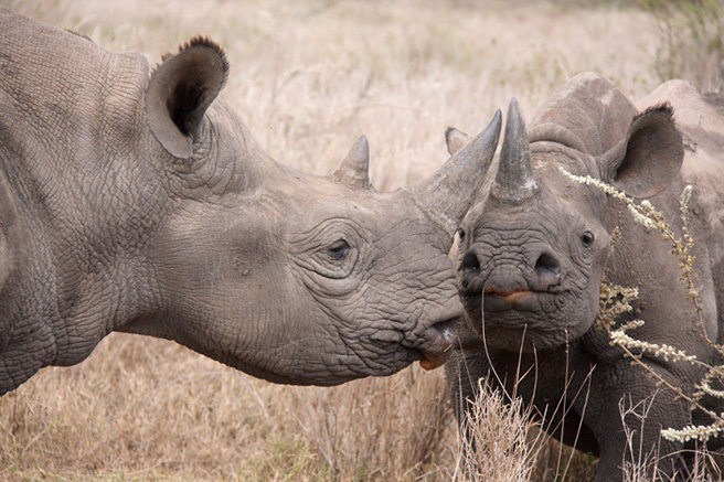 Black rhinos grazing. Photo: Phil Perry Wildlife Photography