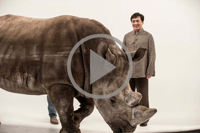 Jackie Chan and Spike the rhino video