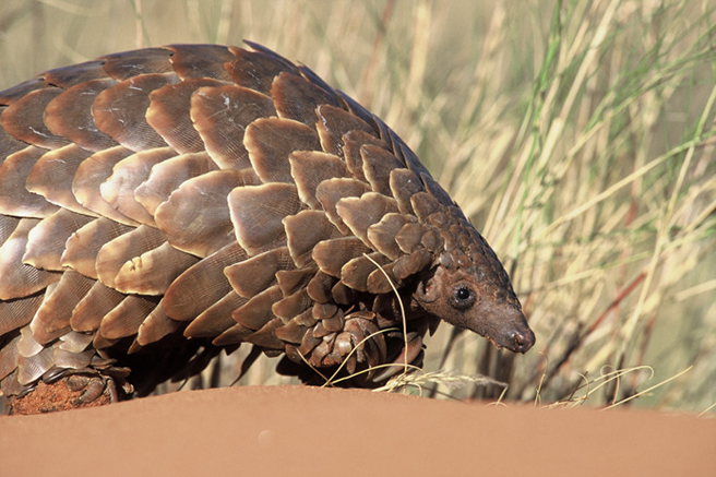 Pangolin close up