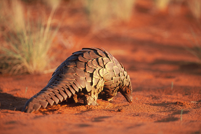 Pangolin 