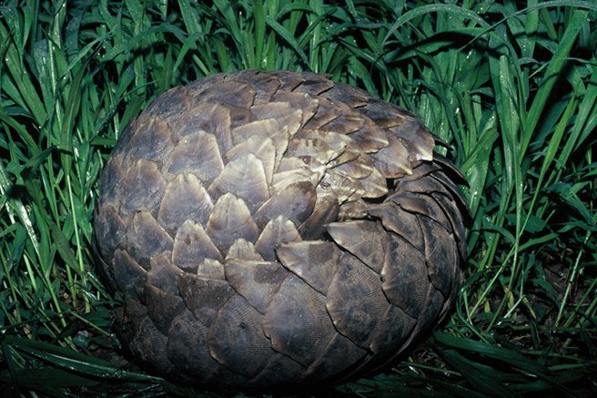 Pangolin curled up in a ball