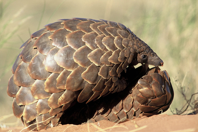 Pangolin