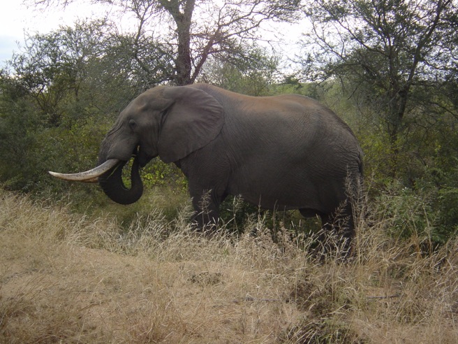 Elephant in Mozambique