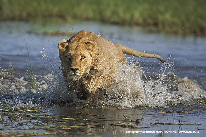 Lioness