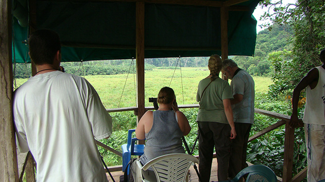 Tourists look at forest elephants at Langoue Bai in Ivindo National, Park, Gabon. 