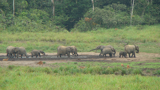 Forest elephants forage at Langoue Bai in Ivindo National, Park, Gabon. 