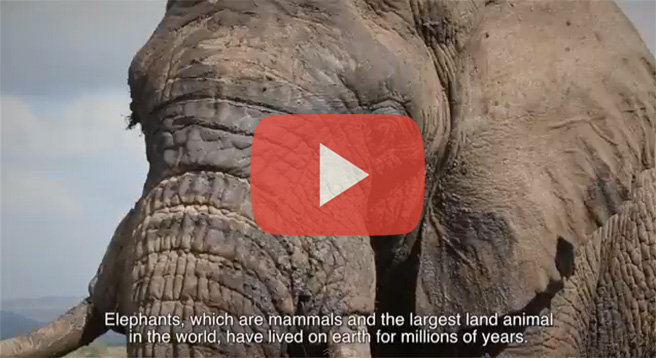 Last hope for elephants video by Celia Ho