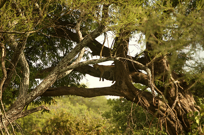 Leopard in a tree on AWF Safari