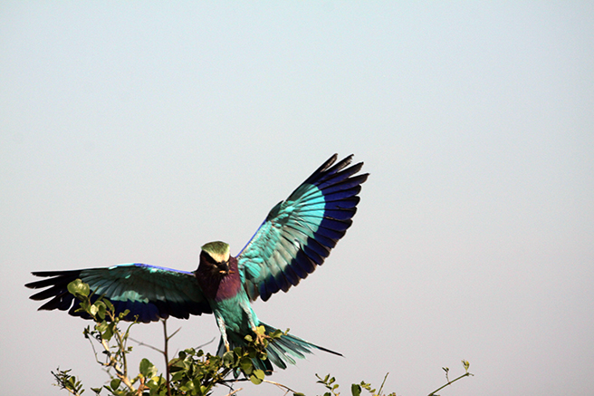 Lilac breasted roller in Tarangire