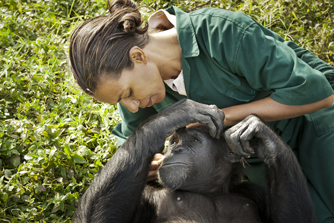 Lilly Ajarova, Executive Director of Chimpanzee Trust Uganda, examining a chimpanzee