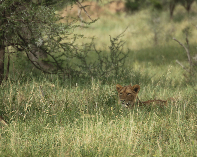 Lion in Tarangire on AWF Safari