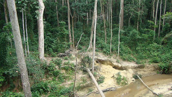 View from my platform of two forest elephants in at a saline in Lopé National Park, Gabon.