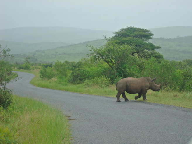 White rhino in South Africa