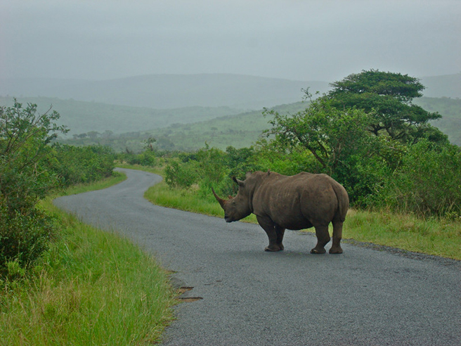 White rhino in South Africa