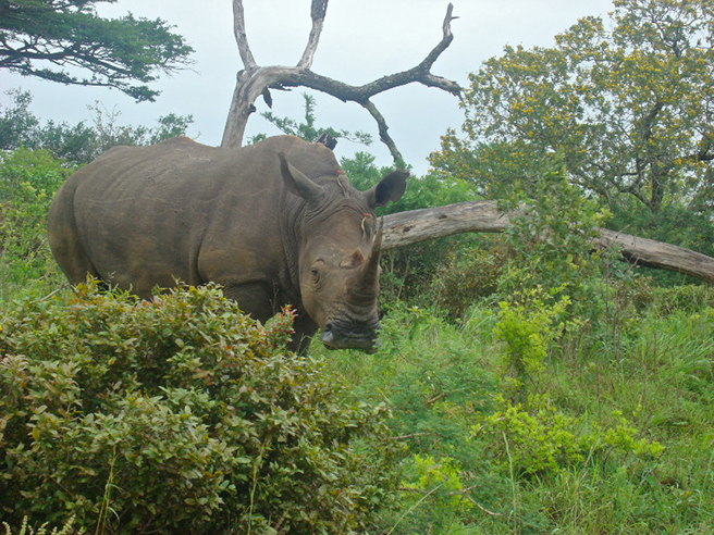 White rhino in South Africa