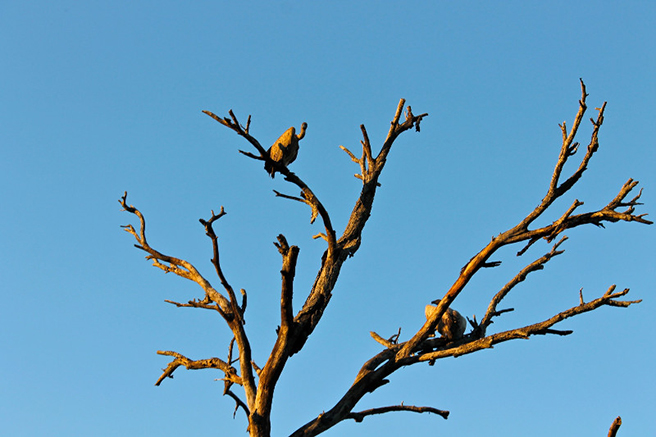 Vultures in a tree in South Africa