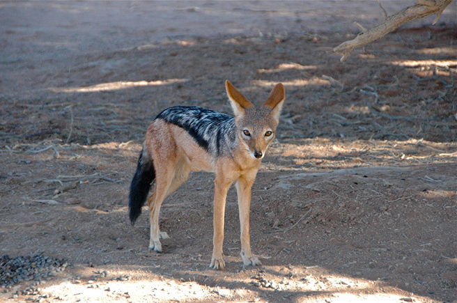Black backed jackal in Dead Vlei, Namibia