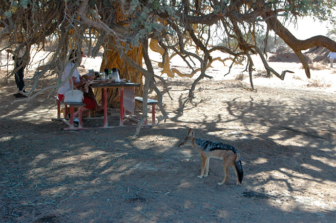 Black backed jackal and tourist in Dead Vlei, Namibia