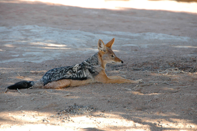 Black backed jackal laying down in Dead Vlei, Namibia