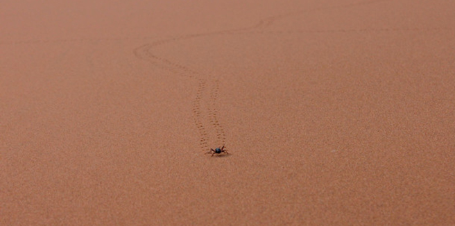 Namib beetle in the desert