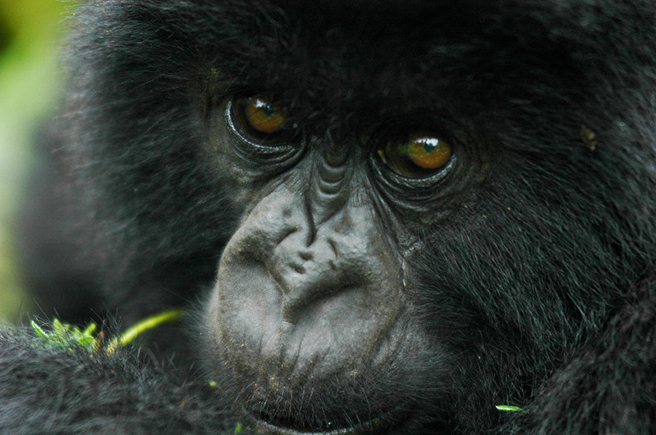A young mountain gorilla in Virunga. Photo by Maryke Gray
