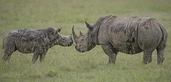 A white rhino bonds with her calf