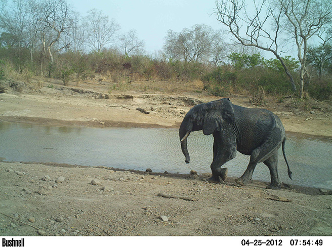 Elephant at Parc W watering hole