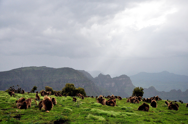 Gelada baboons in Ethiopia&#039;s Simien Mountains 